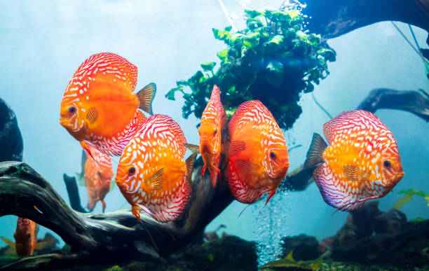 Water Conditions for Discus Fish: A Comprehensive Guide